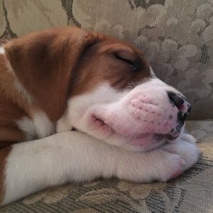 Meet your Posher, Vincent